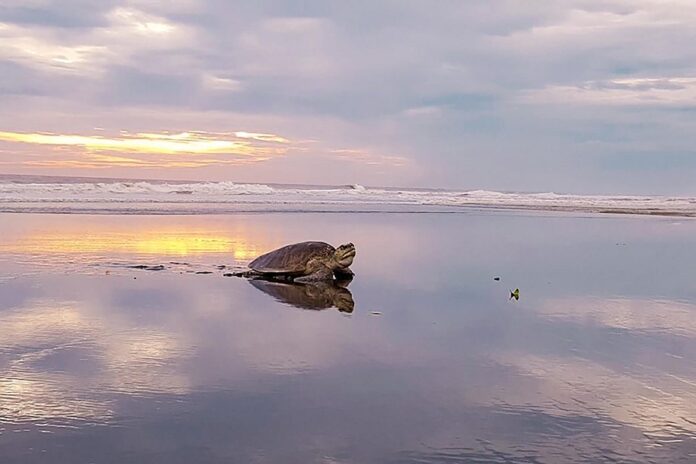 Velas Beach in Ratnagiri