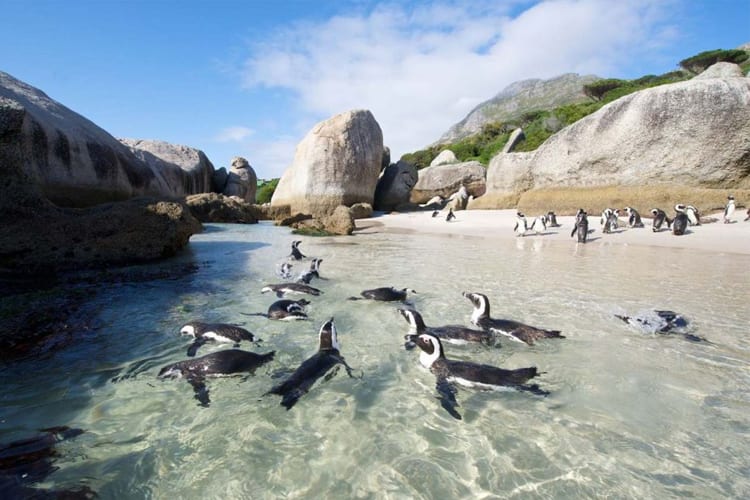 Boulders Beach by CB